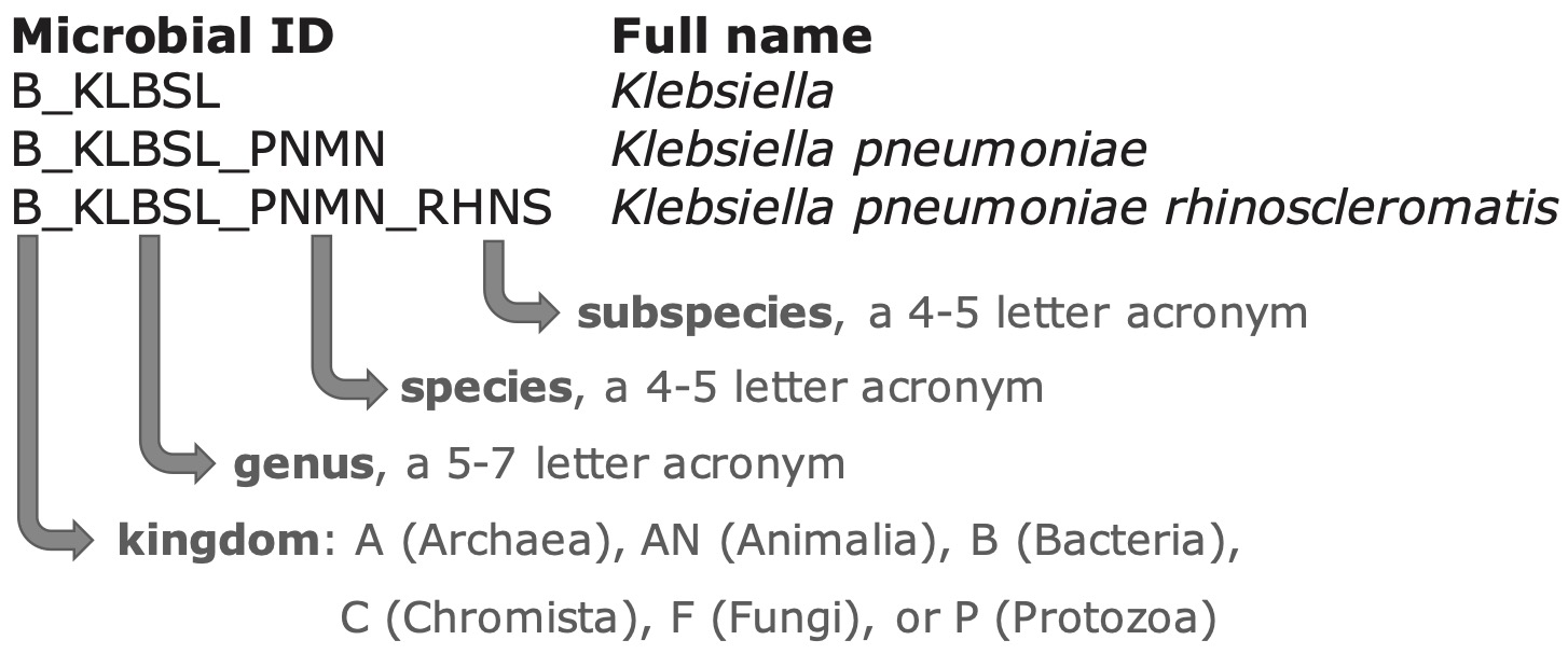 The structure of a typical microbial ID as used in the `AMR` package. An ID consists of two to four elements, separated by an underscore. The first element is the abbreviation of the taxonomic kingdom. The remaining elements consist of abbreviations of the lowest taxonomic levels of every microorganism: genus, species (if available) and subspecies (if available). Abbreviations used for the microbial IDs of microorganism names were created using the base` R` function `abbreviate()`.